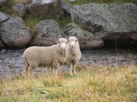 NZ-Southland0548.jpg